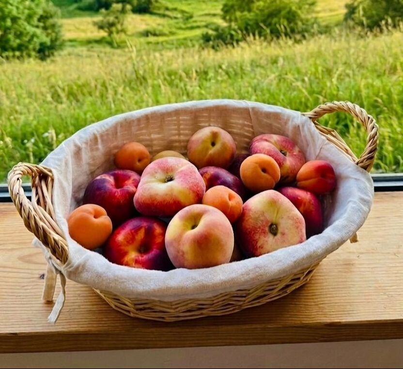 Frische Steinfrüchte im Korb vor der Kulisse einer Berner Wiese von Küng + Steiner AG